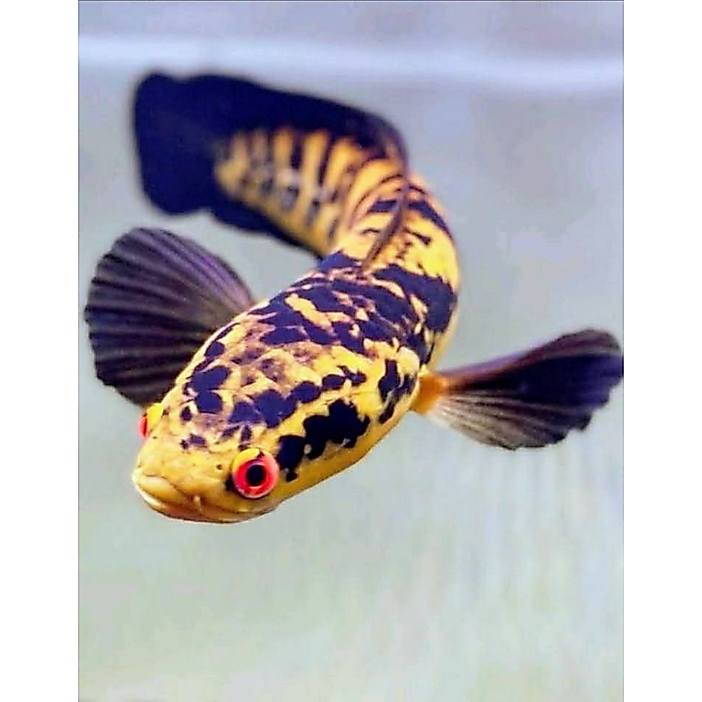 ( Garansi 100%  ) Maru yellow sentarum / ys uk 14-16 cm