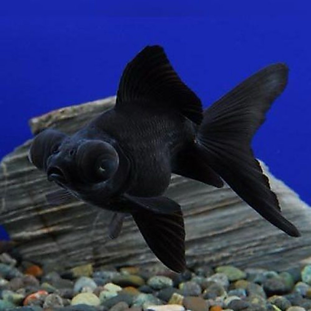 Promo paket isi 2 mas koki lowo hitam demekin 5-7cm kebutuhan hiasan aquarium