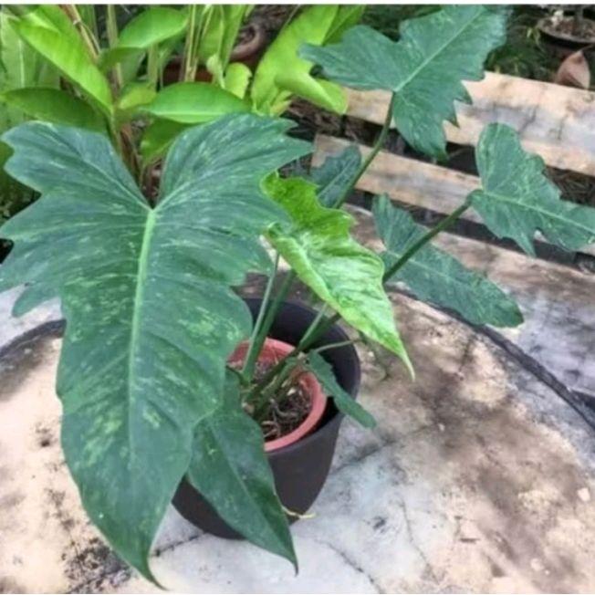Tanaman Hias philodendron dragon Varigata/philo dragon golden varigata.