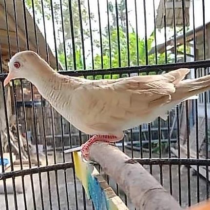 TERBARUUU burung perkutut udan mas dewasa pilihan
