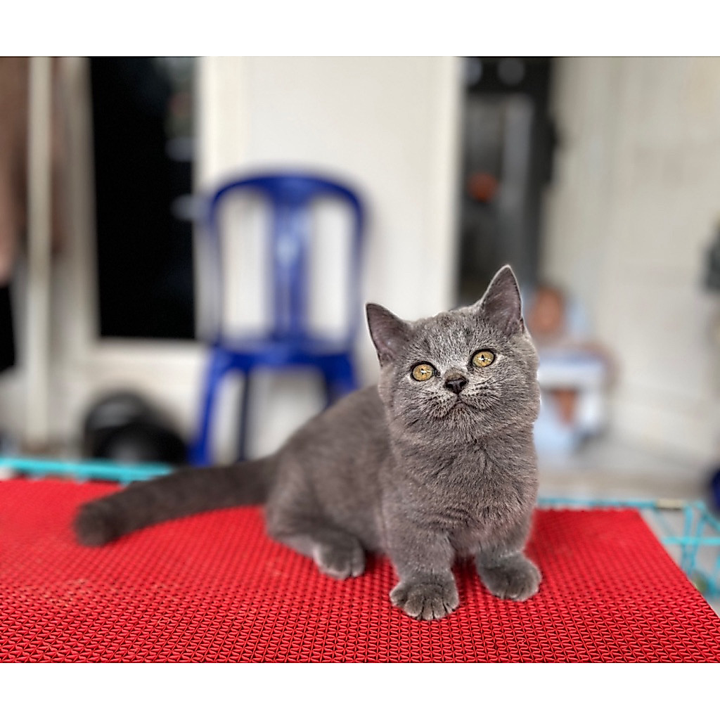 bsh munchkin kitten