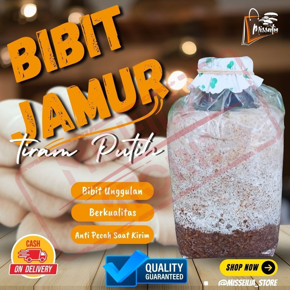 

Bibit Jamur F2 Tiram Putih Florida Berkualitas Premium Benih Siap Tabur Tebar Tanam
