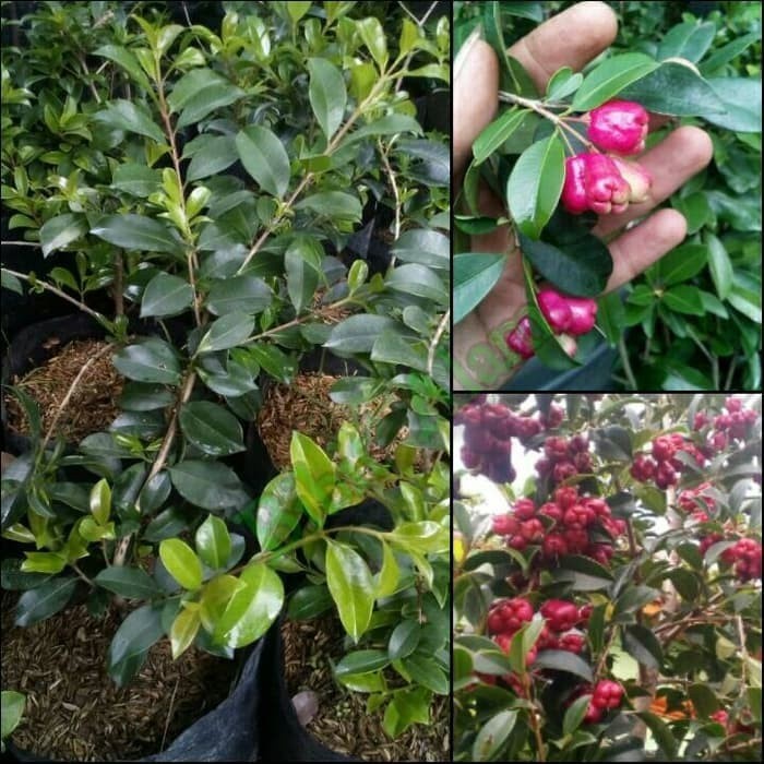 BUAH JAMBU LILLY PILLY - Bibit Tanaman Buah Jambu Air Lili Pily - Tanaman Jambu Lily Pilly