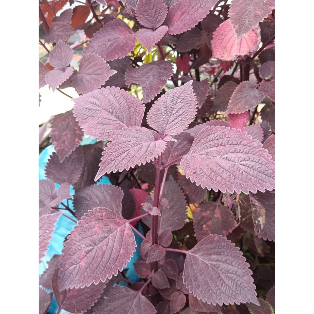 

Daun jawer kotok. daun miania 500 gram