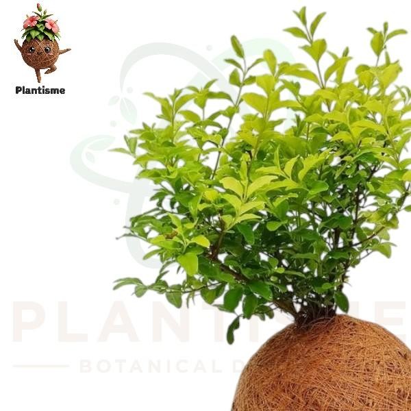 Kokedama – Ligustrum Kuning Golden Privet Ligustrum Obtusifolium Tanaman Hias Mini untuk Dekorasi In