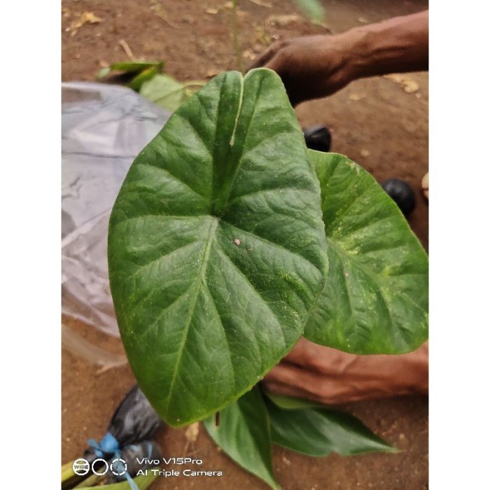 keladi tengkorak hijau