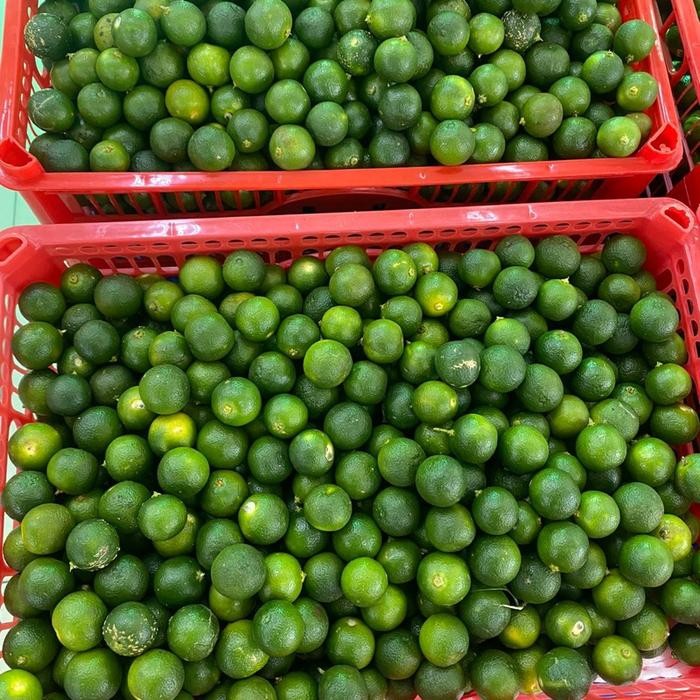 

Promo jeruk songkit super murah jamin fresh 1 kg