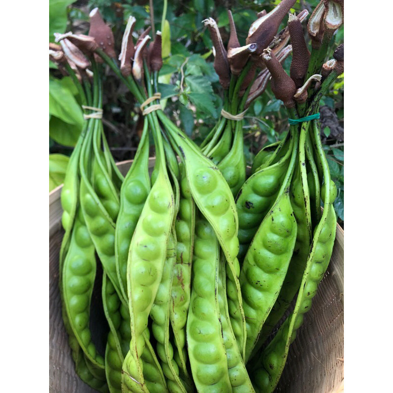 

COD Petai Pete MUDA 1 Ikat [ 10 Papan ] - Pete Murah