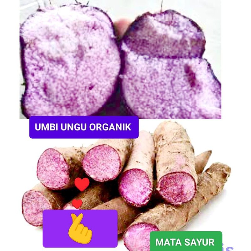 

1KG UMBI UWI UNGU/WULUNG MAKANAN TRADISIONAL HERBAL