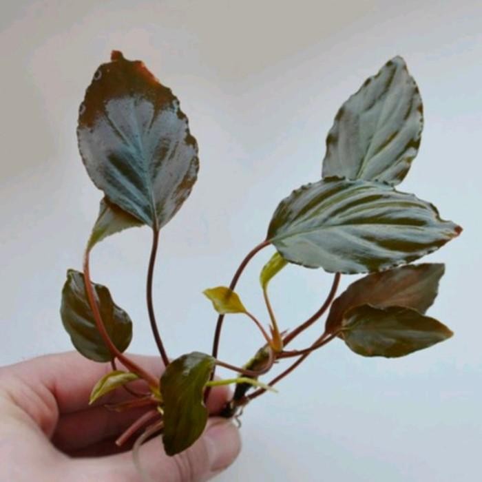 Tanaman hias Aquascape Aquarium Anubias Red -Homalomena Sp Red