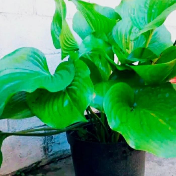 Tanaman Hias Hosta plantaginea / bunga lily lokal - tanaman sedang