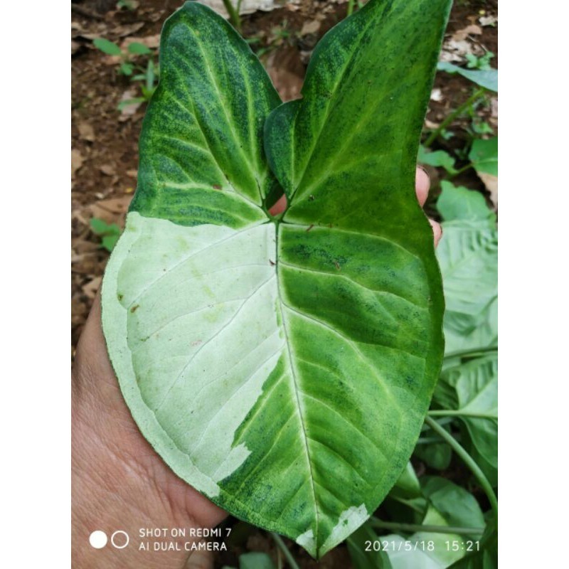 Bibit tanaman singonium parigata Lestari alamku