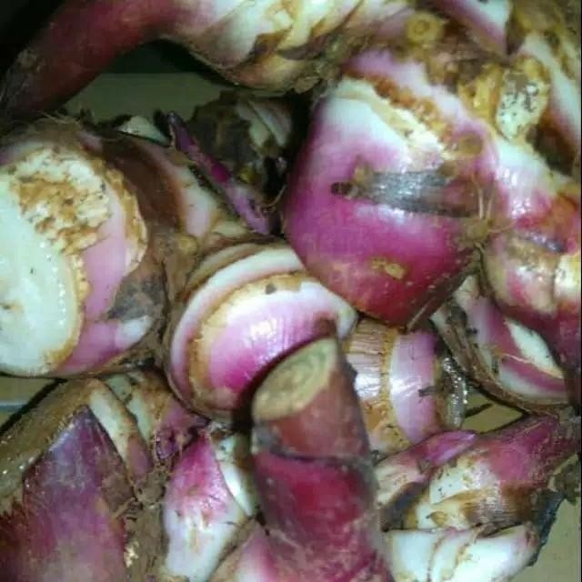 Umbi Ganyong Segar - umbi ganyong fresh organik 500 gram