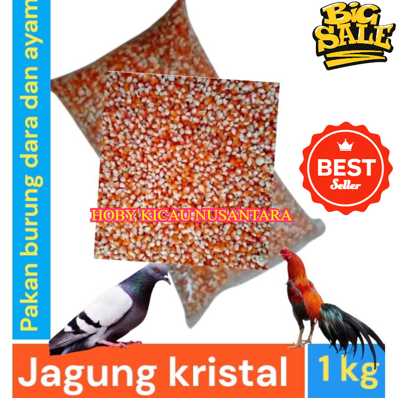 Jagung Kristal Pakan Burung Merpati 1 Kg