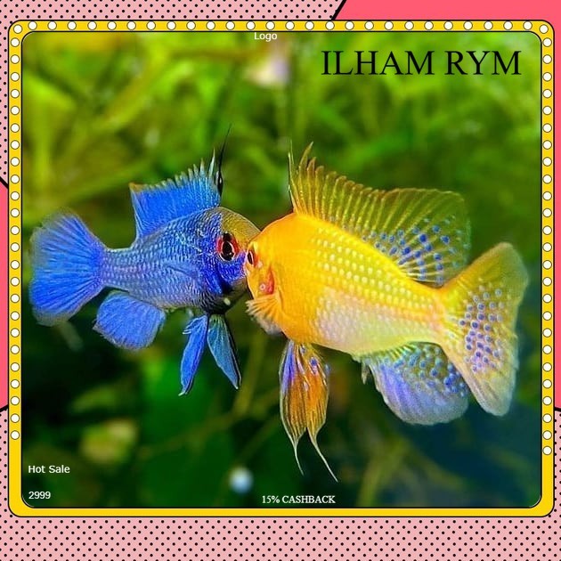 ramirezi mix warna sb semi balon blue elektik german jerman