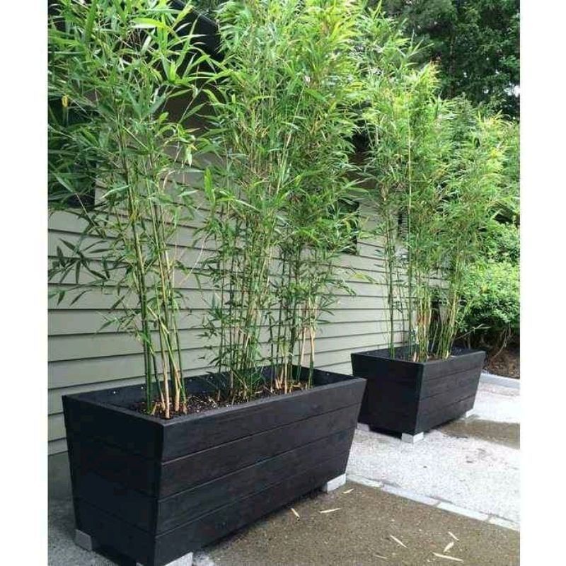 Tanaman Hias Pagar Bambu Hijau/Bambu Clisik Hijau (Bambu Cina)