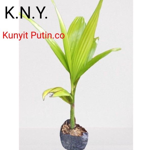 Bibit pinang betara ASLI tinggi 35-50cm COD