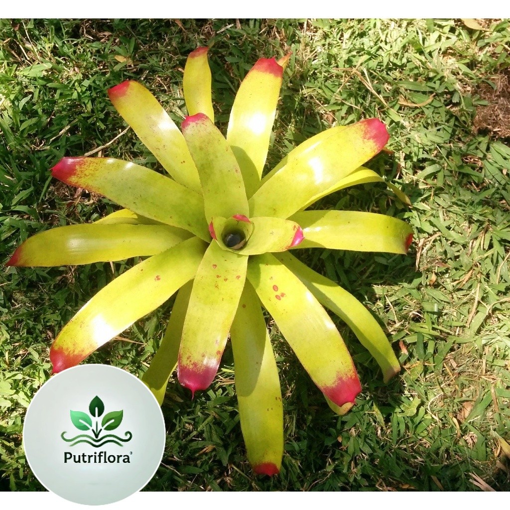 (PROMO) Tanaman Hias Bromelia Kitek