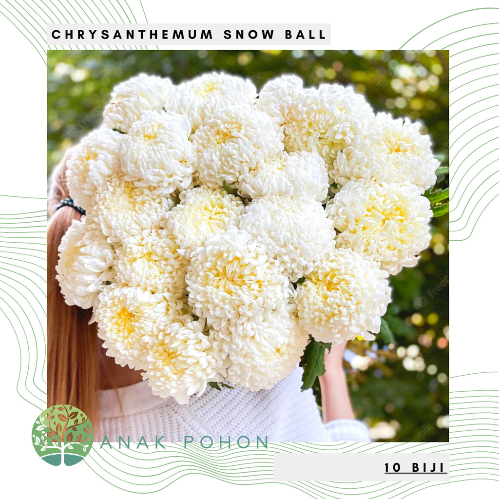 (100 Biji) Benih Bibit Biji - Bunga Chrysanthemum Snow Ball Krisan Bola Salju Putih Pompom Flower Se