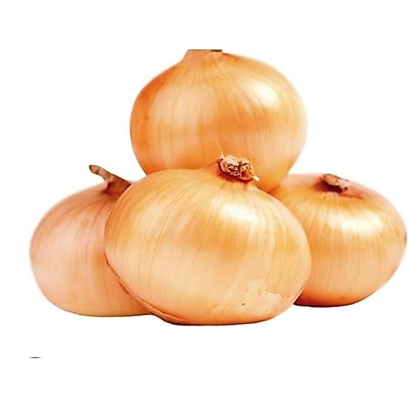 Bawang Bombai - Bawang Bombay - Bawang India