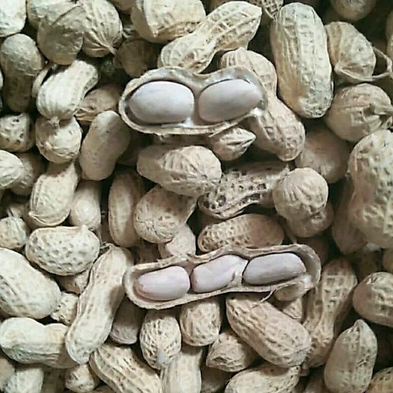 Cemilan Kiloan Kacang Kulit/Kacang Oven Bergizi