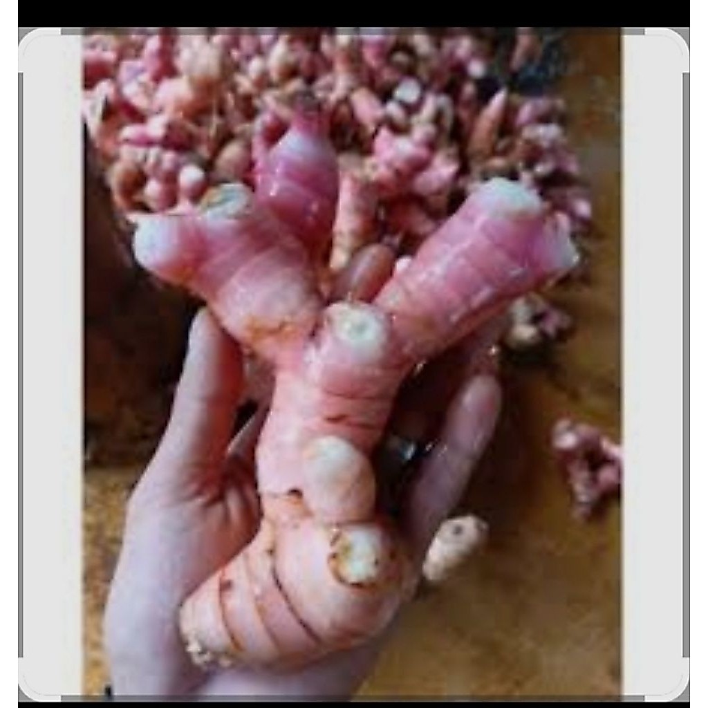 1 kg Laos asli muda empuk,lengkuas,laja merah super,Laos merah segar