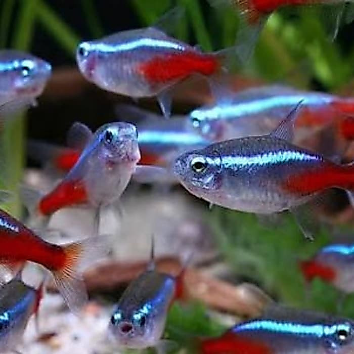 Paket Neon tetra  sm 80e ( AKARA )