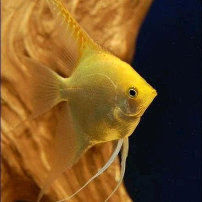 Emas/Angel/Manfish Ikan Hias Golden/Gold ikan sultan golden