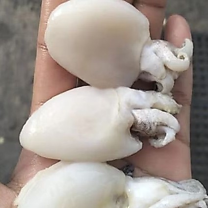 cumi bekutak
