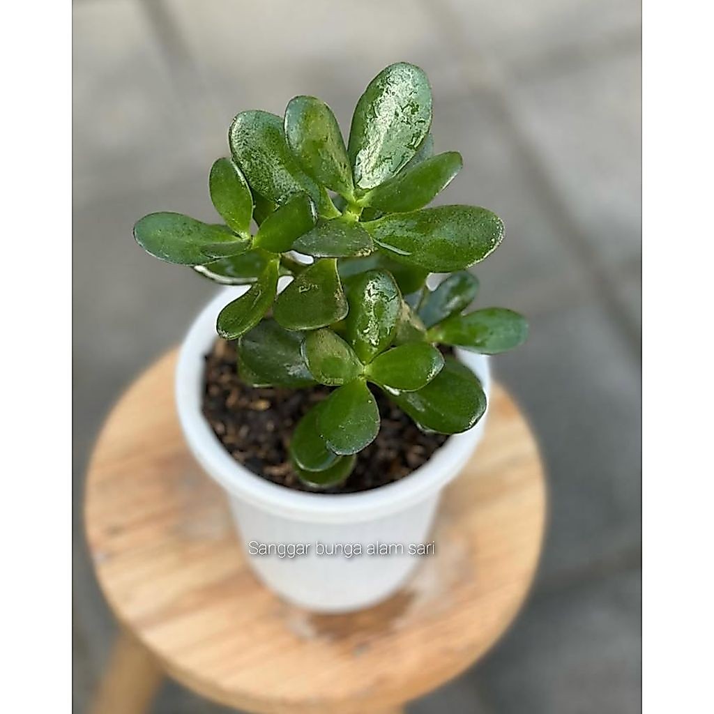 TANAMAN HIAS JADE PLANT / POHON KEBERUNTUNGAN / GIOK + POT PUTI