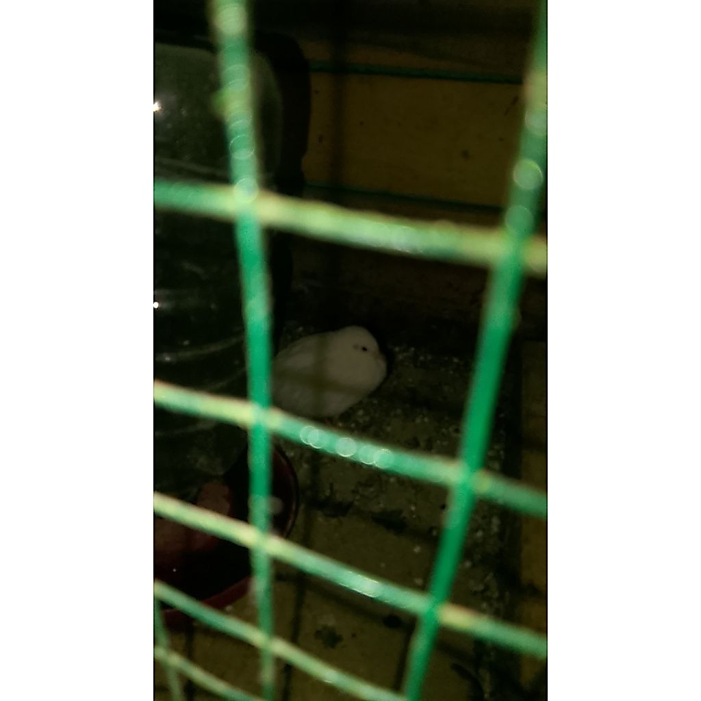 PUYUH BATU hias buat aviary