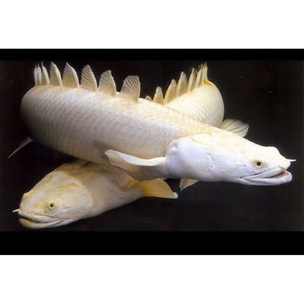 KOLEKSI PALMAS HIAS ALBINO SIZE 7/10 cm