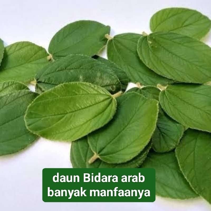 

50 Lembar | 100 Lembar | 200 Lembar | Daun Bidara Arab Segar [HS-NH]