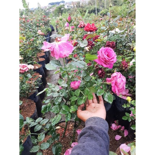 Indukan mawar holland