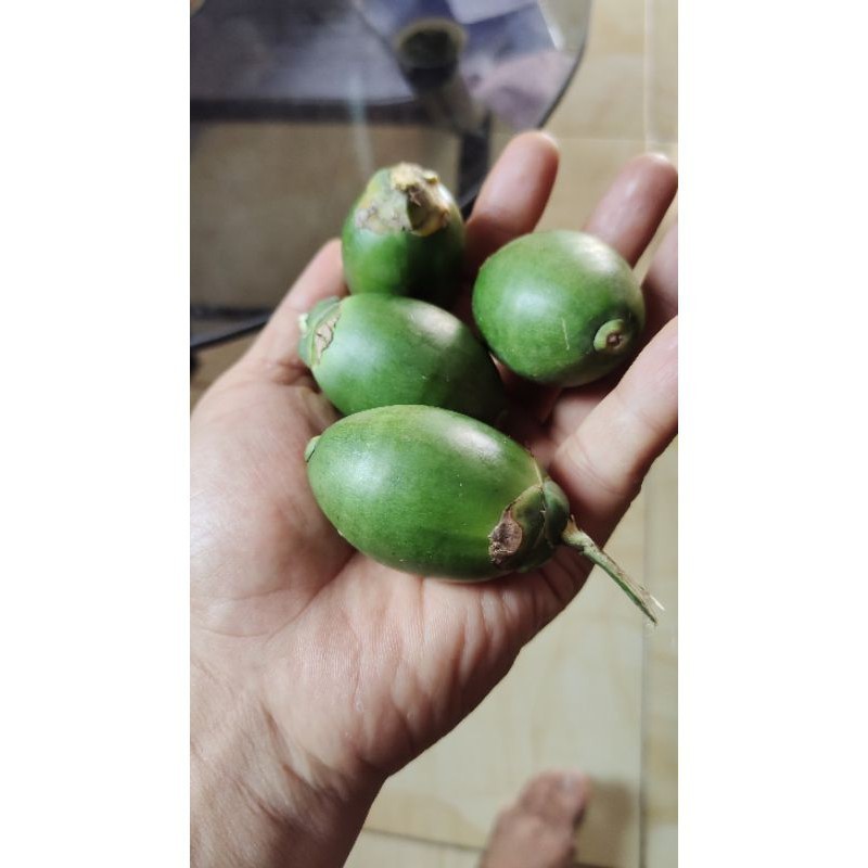 

LadangHerbal PINANG MUDA / JAMBE MUDA