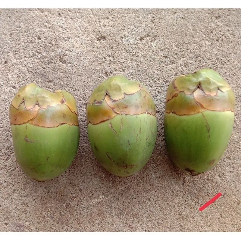 

Beluluk Kelapa Muda Perpack Isi 5