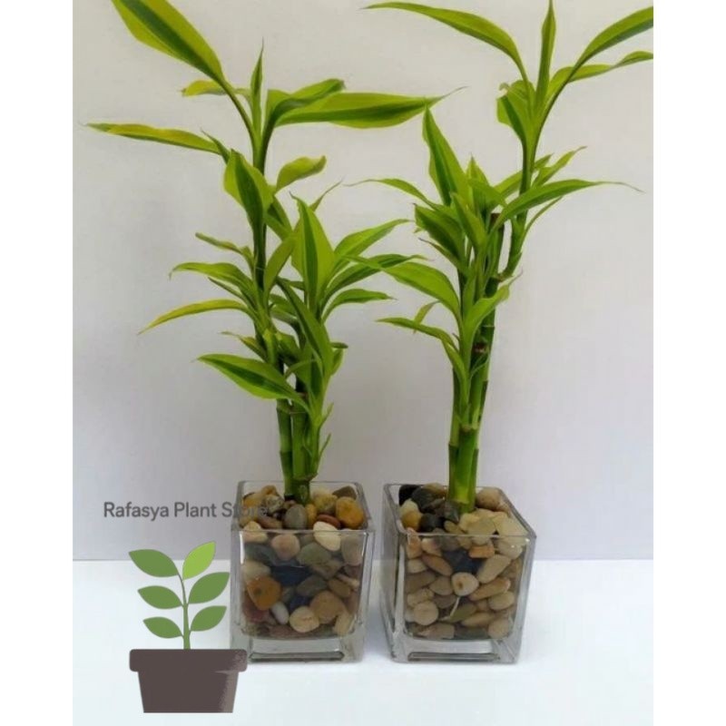 Tanaman hias bambu hoki golden - Sri rejeki golden