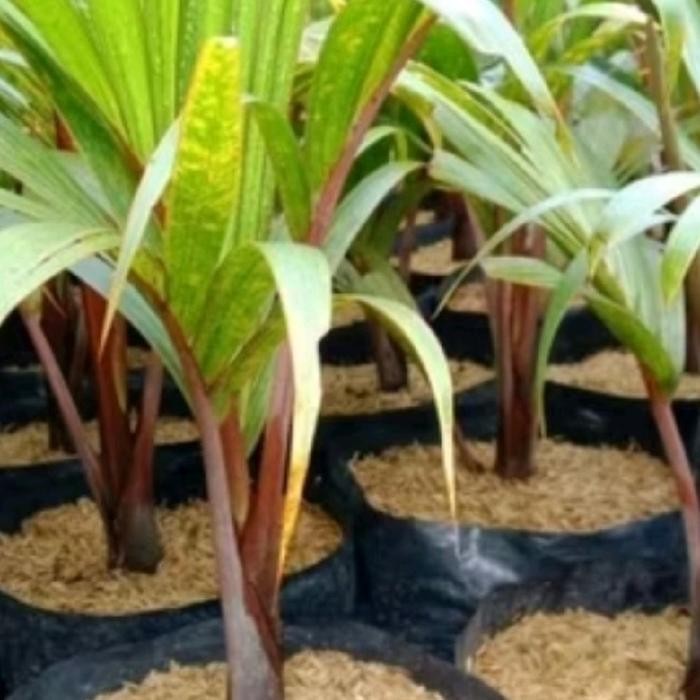 ( BISA COD ) Tanaman Hias Palem Merah - Pohon Palem Merah / Tanaman Indoor Palem Merah / Bibit Tanam