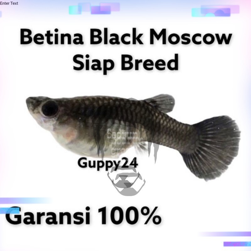Hiasan Aqurium betina guppy black moscow bawa telur gen induk