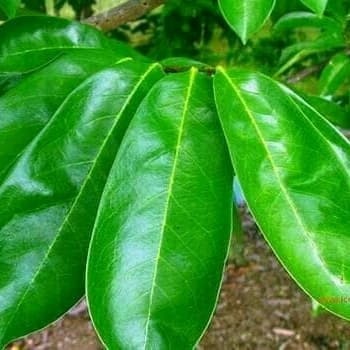 

Promo COD Daun sirsak segar 250 gram fresh ..