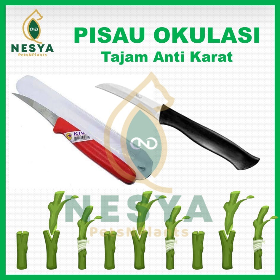Pisau Okulasi Cangkok Sambung Pucuk Pisau Cangkok Tanaman