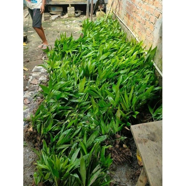 bibit pinang siap tanam Lestari Alamku