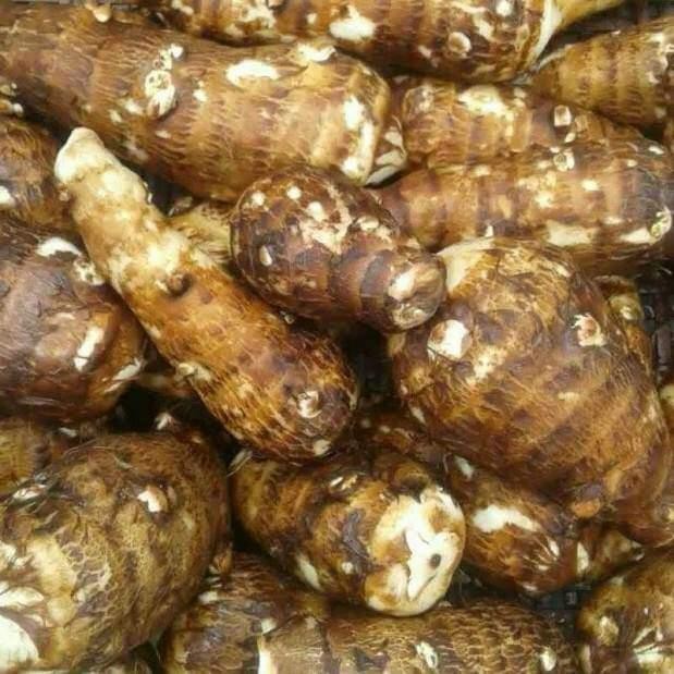 Umbi Talas Segar - Umbi Talas Fresh pulen 1 kg