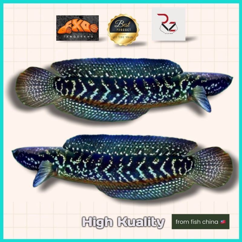 hobi Asiatica Ws Gondrong kualitas+++