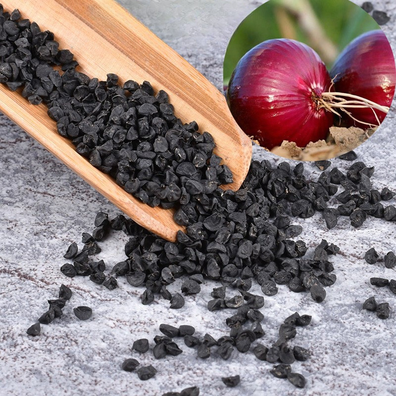 Benih Bibit Biji - Bawang Bombay Merah Red Onion Bawang Merah India Jumbo Seeds - IMPORT