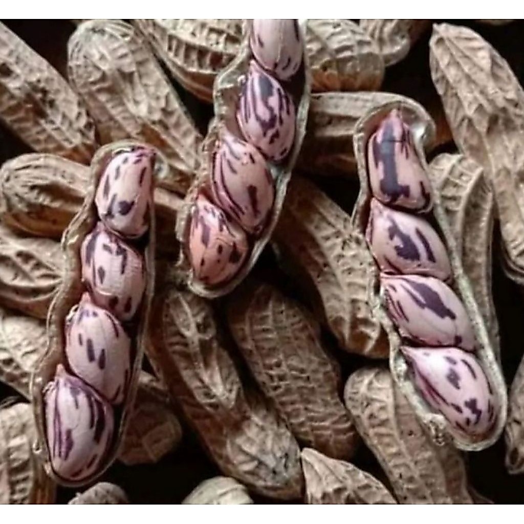Kacang Sangrai | Kacang Kulit | Kacang Batik Matang