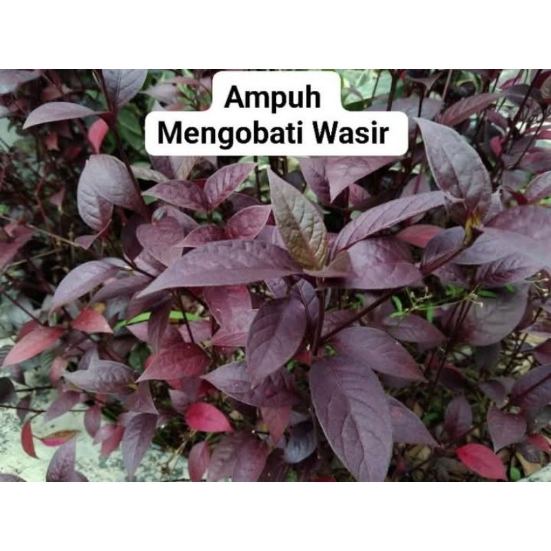 

jual daun handeuleum per 50lembar daun herbal F. S