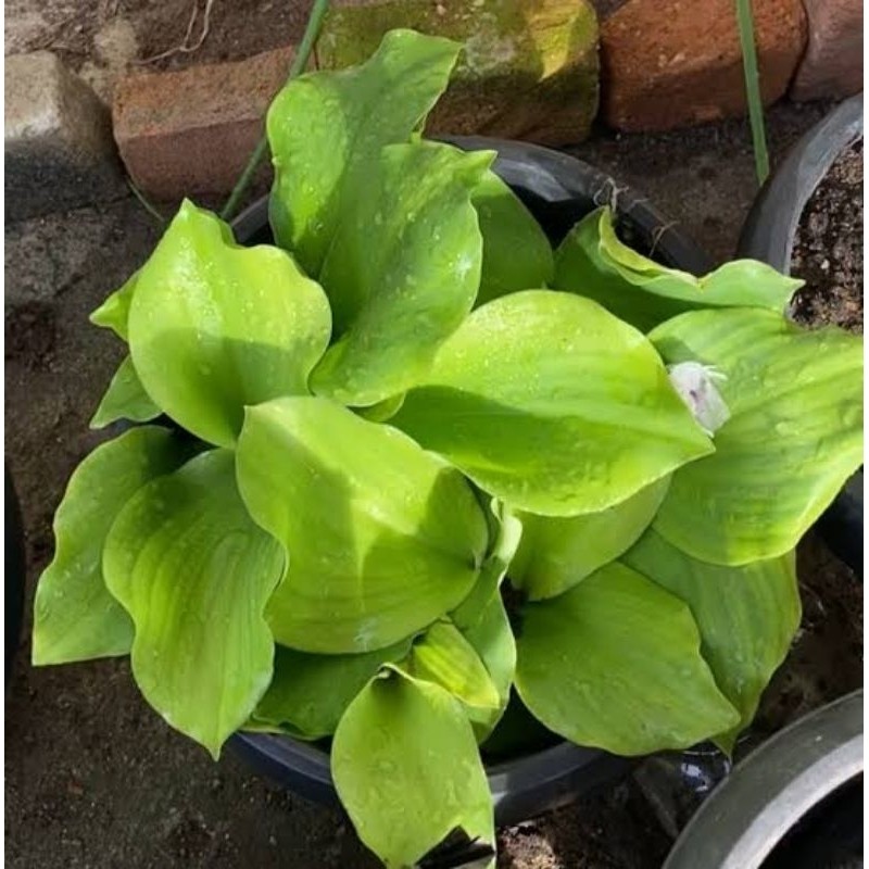 

Daun kencur cikur fresh organik 100 gram (GOS) Herbal Store_28