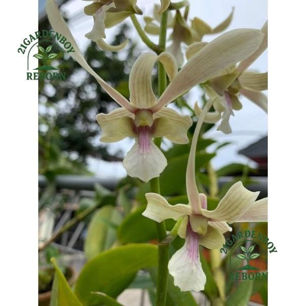 (BISA BAYAR DI TEMPAT) anggrek dendrobium kritingan keiki den capung Kapuas siap gantung