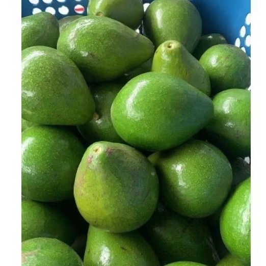 

^ Alpukat Mentega Lokal Super Garansi Dikirim Mentah ^